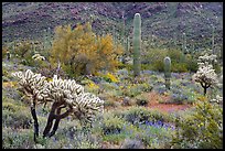 Cactus and annual flowers. Organ Pipe Cactus  National Monument, Arizona, USA ( color)