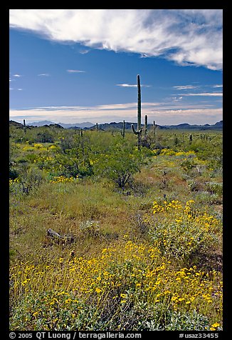 Britlebush in bloom, saguaro cactus, and mountains. Organ Pipe Cactus  National Monument, Arizona, USA