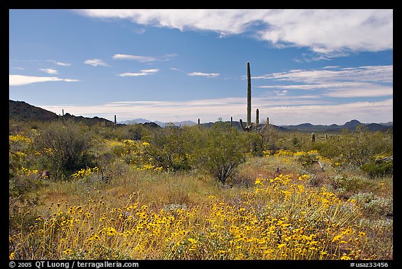 Britlebush (Encelia farinosa) in bloom, saguaro cactus, and mountains. Organ Pipe Cactus  National Monument, Arizona, USA (color)
