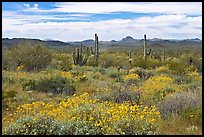 Desert in bloom with britlebush,  saguaro cactus, and mountains. Organ Pipe Cactus  National Monument, Arizona, USA ( color)