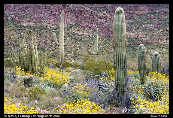Group of Saguaro cactus amongst flowering brittlebush. Organ Pipe Cactus  National Monument, Arizona, USA (color)