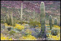 Group of Saguaro cactus amongst flowering brittlebush. Organ Pipe Cactus  National Monument, Arizona, USA ( color)