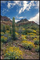 Cactus, field of brittlebush in bloom, and Ajo Mountains. Organ Pipe Cactus  National Monument, Arizona, USA (color)