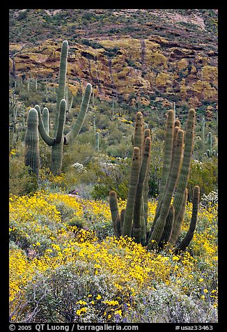 Organ pipe cacti on slope in spring. Organ Pipe Cactus  National Monument, Arizona, USA