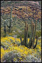 Organ pipe cacti on slope in spring. Organ Pipe Cactus  National Monument, Arizona, USA ( color)