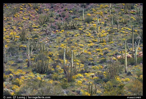 Hillside with cactus and brittlebush in bloom, Ajo Mountains. Organ Pipe Cactus  National Monument, Arizona, USA