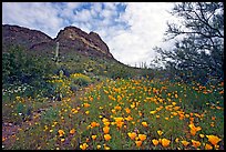 Mexican Poppies and Ajo Mountains. Organ Pipe Cactus  National Monument, Arizona, USA ( color)