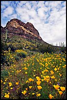Mexican Poppies, cactus,  and Deablo Mountains. Organ Pipe Cactus  National Monument, Arizona, USA