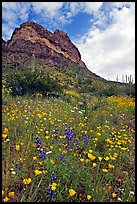 Mexican Poppies, lupine,  and Ajo Mountains. Organ Pipe Cactus  National Monument, Arizona, USA (color)