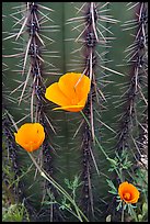 Close-up of Mexican Poppies (Eschscholzia californica subsp. mexicana) and Cactus. Organ Pipe Cactus  National Monument, Arizona, USA