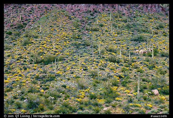 Hillside wih cactus and brittlebush in spring, Ajo Mountains. Organ Pipe Cactus  National Monument, Arizona, USA