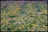 Hillside wih cactus and brittlebush in spring, Ajo Mountains. Organ Pipe Cactus  National Monument, Arizona, USA