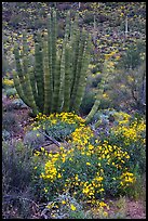 Brittlebush (Encelia farinosa) flowers and organ pipe cactus. Organ Pipe Cactus  National Monument, Arizona, USA