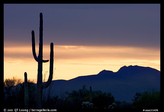 Saguaro cactus silhouetted at sunset. Organ Pipe Cactus  National Monument, Arizona, USA (color)