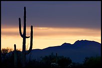 Saguaro cactus silhouetted at sunset. Organ Pipe Cactus  National Monument, Arizona, USA ( color)