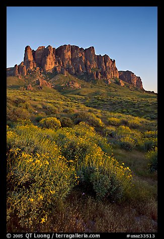 Craggy Superstition Mountains and wildflowers, Lost Dutchman State Park, sunset. Arizona, USA