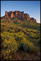 Craggy Superstition Mountains and wildflowers, Lost Dutchman State Park, sunset. Arizona, USA ( color)