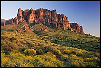 Wildflowers and  Superstition Mountains, Lost Dutchman State Park, sunset. Arizona, USA