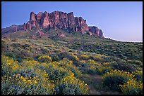 Craggy Superstition Mountains and brittlebush, Lost Dutchman State Park, dusk. Arizona, USA