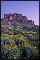 Superstition Mountains and brittlebush, Lost Dutchman State Park, dusk. Arizona, USA
