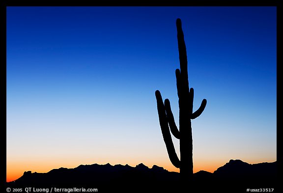 Multi-armed saguaro cactus, sunset, Lost Dutchman State Park. Arizona, USA