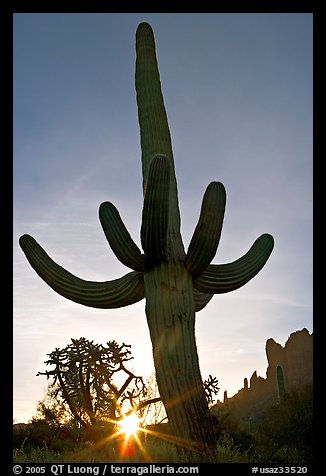Sun and Saguaro cactus,  sunrise, Lost Dutchman State Park. Arizona, USA (color)