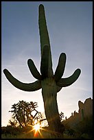 Sun and Saguaro cactus,  sunrise, Lost Dutchman State Park. Arizona, USA