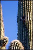 Cactus Wren nesting in a cavity of a saguaro cactus, Lost Dutchman State Park. Arizona, USA ( color)