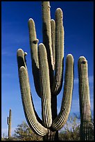 Old saguaro cacti, Lost Dutchman State Park. Arizona, USA ( color)