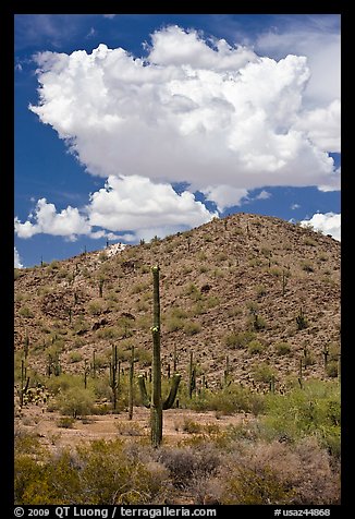 Saguaro cactus, hill, and clouds, Maricopa Mountains. Sonoran Desert National Monument, Arizona, USA