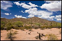 Desert landscape, Maricopa Mountains. Sonoran Desert National Monument, Arizona, USA