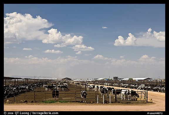 Cattle feedlot, Maricopa. Arizona, USA (color)