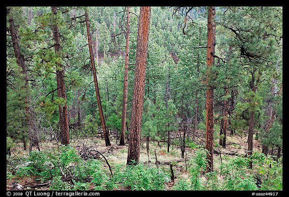 Pine trees, Apache National Forest. Arizona, USA (color)