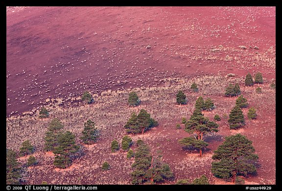 Pines on cinder slopes of crater at sunrise. Sunset Crater Volcano National Monument, Arizona, USA