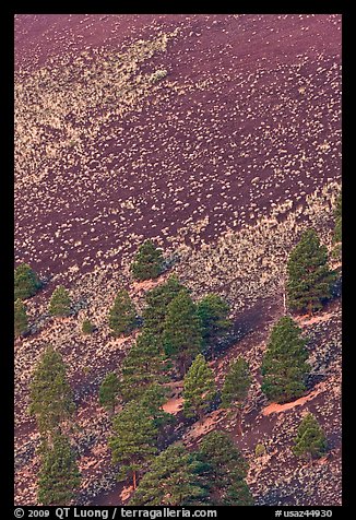 Pines trees and shrubs on cinder slope at sunrise. Sunset Crater Volcano National Monument, Arizona, USA