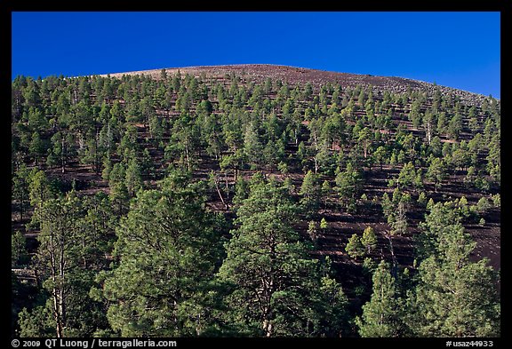 Pine trees on slopes of crater. Sunset Crater Volcano National Monument, Arizona, USA
