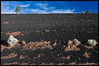 Sparse vegetation on cinder slope. Sunset Crater Volcano National Monument, Arizona, USA