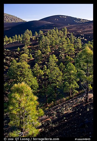 Pine trees growing on lava fields, Sunset Crater Volcano National Monument. Arizona, USA