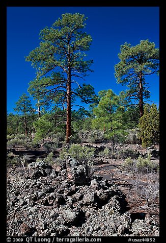 Hardened lava and pine trees, Coconino National Forest. Arizona, USA