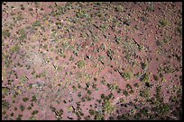 Aerial view of desert scrubland with saguaro cactus. Tucson, Arizona, USA ( color)
