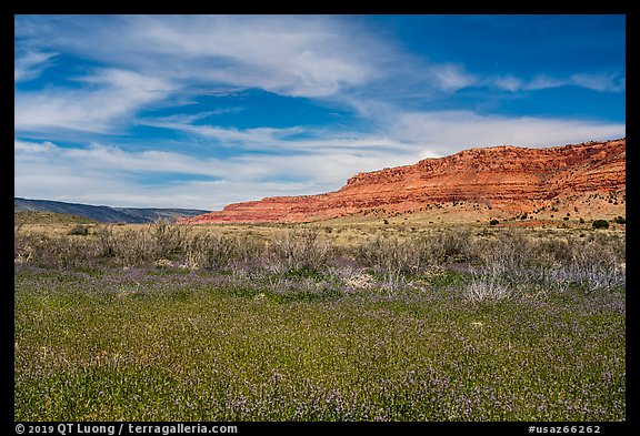 Flowers and Vermilion Cliffs. Vermilion Cliffs National Monument, Arizona, USA