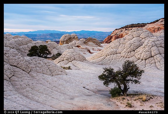 Trees on white crossbed sandstone layer, White Pocket. Vermilion Cliffs National Monument, Arizona, USA