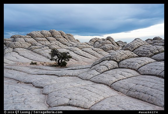 Lone tree on cross-bedding, White Pocket. Vermilion Cliffs National Monument, Arizona, USA (color)