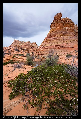 Desert shurbs and Cottonwood Teepees. Vermilion Cliffs National Monument, Arizona, USA
