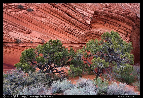 Trees and sandstone buttes, Coyote Buttes South. Vermilion Cliffs National Monument, Arizona, USA