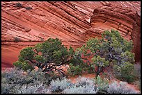 Trees and sandstone buttes, Coyote Buttes South. Vermilion Cliffs National Monument, Arizona, USA ( color)