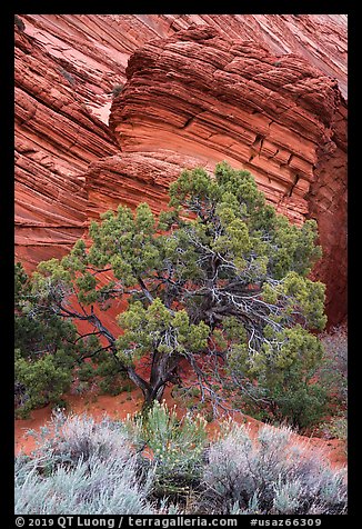 Tree and sandstone butte, Coyote Buttes South. Vermilion Cliffs National Monument, Arizona, USA