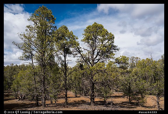 Ponderosa pine forest, Mt. Trumbull range. Grand Canyon-Parashant National Monument, Arizona, USA