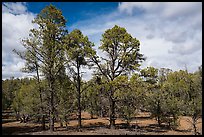 Ponderosa pine forest, Mt. Trumbull range. Grand Canyon-Parashant National Monument, Arizona, USA ( color)