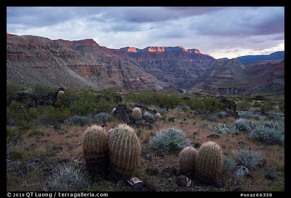 Barrel Cactus, Whitmore Wash. Grand Canyon-Parashant National Monument, Arizona, USA